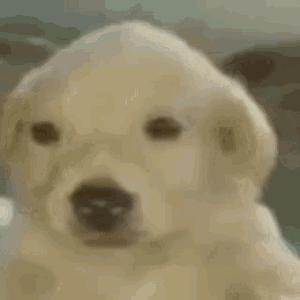 1747518210271316.gif