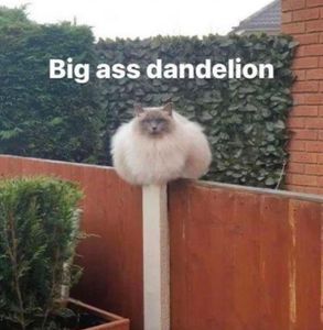 cat dandelion.jpg