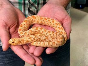 albino hoge male dave 350.jpg