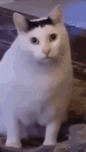 huh-cat-huh-m4rtin.gif